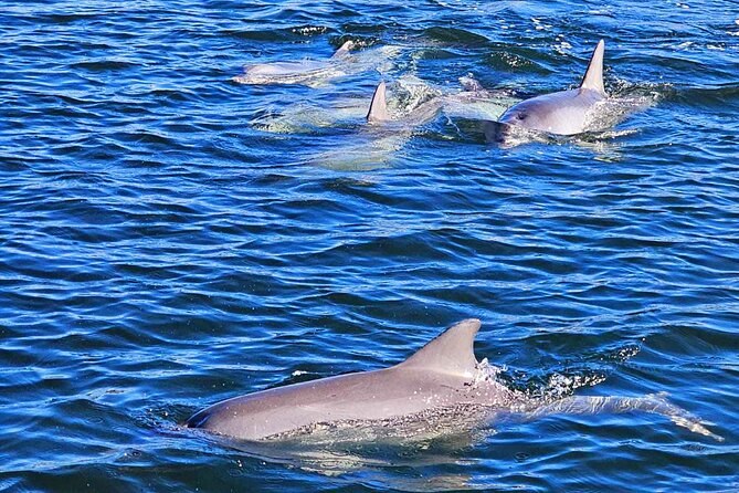 Dolphins surfacing together in open blue water