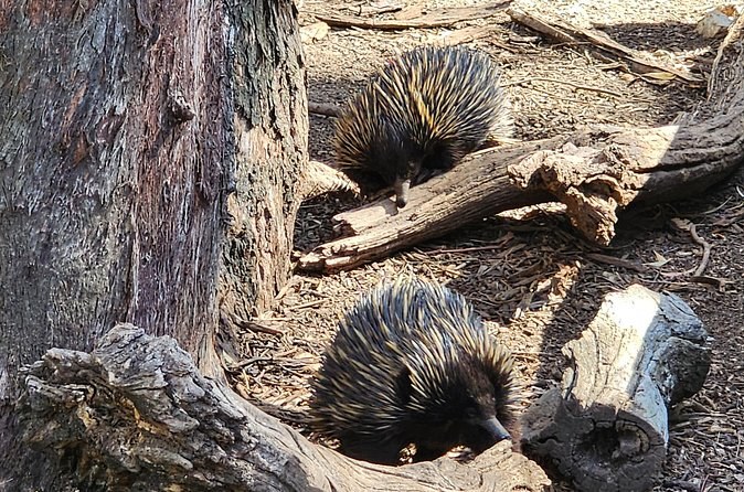 Two echidnas foraging among fallen logs and leaf litter