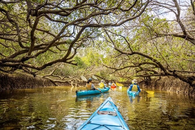 Kayaks gliding along a channel under overhanging mangroves