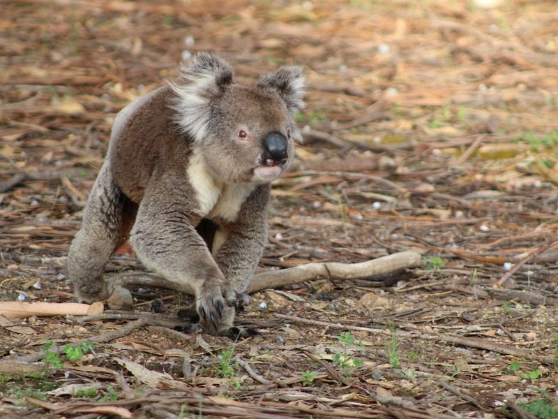 A koala walking across dry leaves and bark