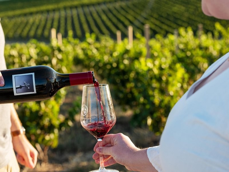Red wine being poured into a glass in front of rows of vines