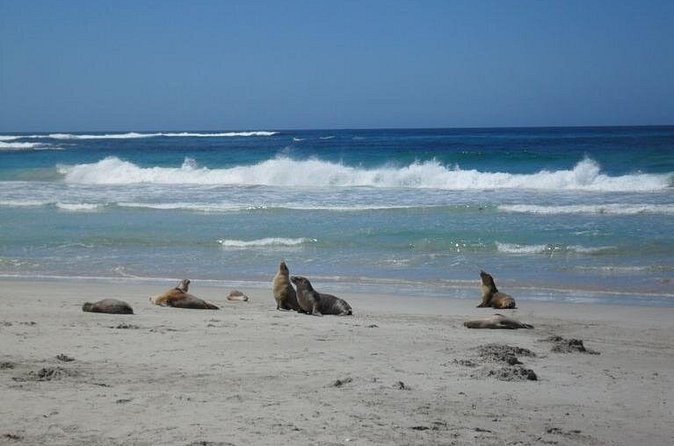 Sea lions resting on a white sand beach as the surf breaks